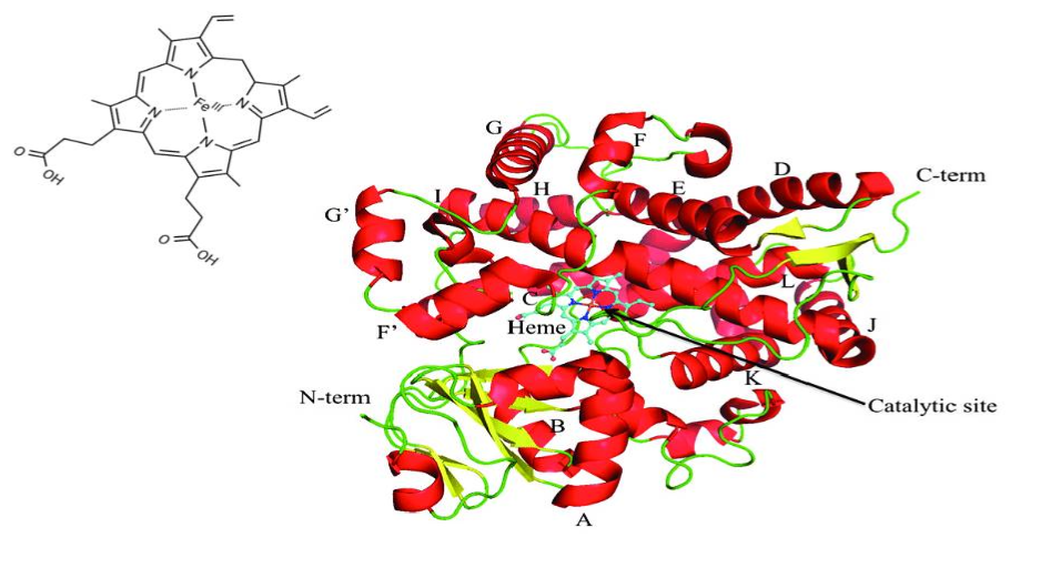 CYP structure
